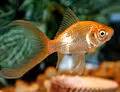 Goldfish - Wikipedia