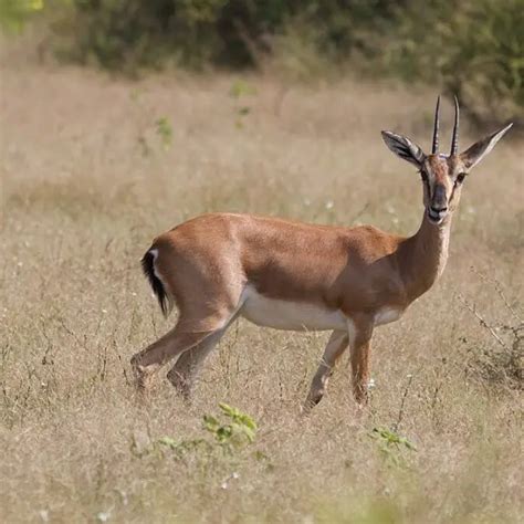 Chinkara - Facts, Diet, Habitat & Pictures on Animalia.bio