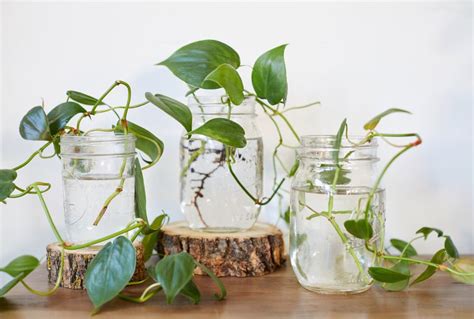 How to Propagate a Philodendron 2 Ways