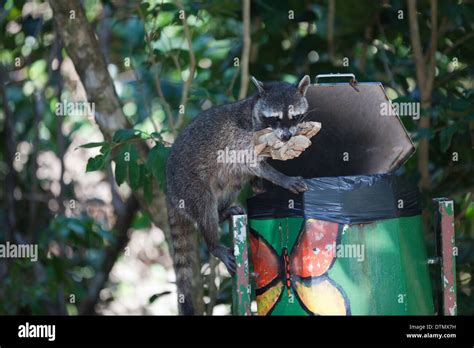 Raccoons eating garbage hi-res stock photography and images - Alamy