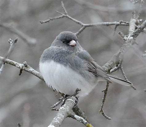 GoLocalProv | Our Environment: “Snowbirds Arrive” by Scott Turner