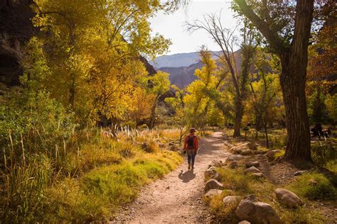 Walking through cottonwoods in Phantom Ranch.- Hiking to Phantom Ranch, the Jewel in the Grand ...