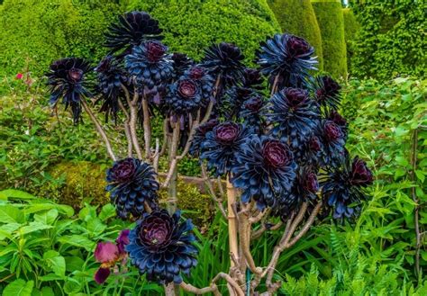 Aeonium Arboreum Care: Varieties, Propagation & More!