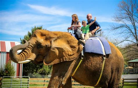 AFRICAN ELEPHANT RIDES