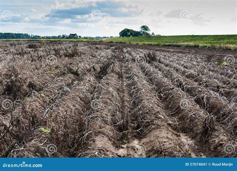 Potato Field Just before Harvesting Stock Image - Image of furrow, country: 27074041