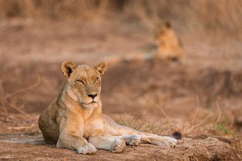 Wildlife of South Luangwa National Park | South Luangwa Safaris