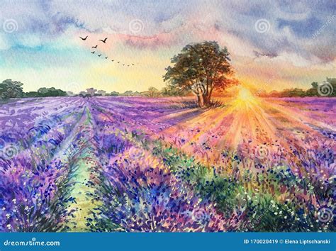 Watercolor Lavender Field. Sunset Lavender Field Stock Illustration - Illustration of europe ...