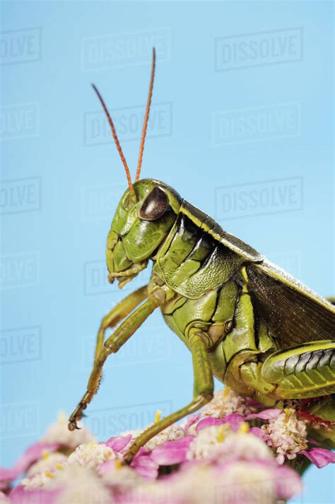 Grasshopper Close-Up. - Stock Photo - Dissolve