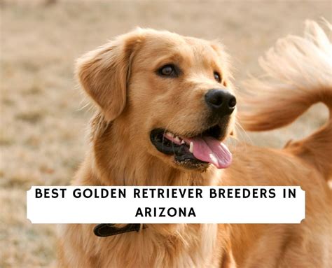 10 Best Golden Retriever Breeders in Arizona! (2023) - We Love Doodles