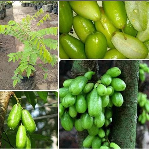 Jual Bibit pohon belimbing wuluh sayur/Tanaman belimbing wuluh | Shopee ...