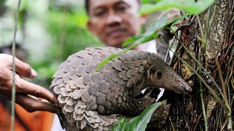 Habitat-Range – Pangolins