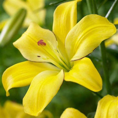 7ct Bulb - Lilies - Yellow Cocotte - Van Zyverden | Lily bulbs, Flower ...