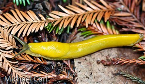 The Ecological Angler - Coastal Creeks and Redwood Forests - Home to ...