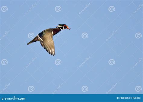 Male Wood Duck Flying in a Blue Sky Stock Image - Image of flying ...