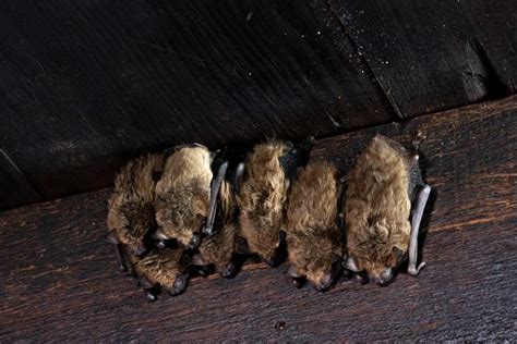 What does a bat sound like in my house? - Trutech Wildlife Service