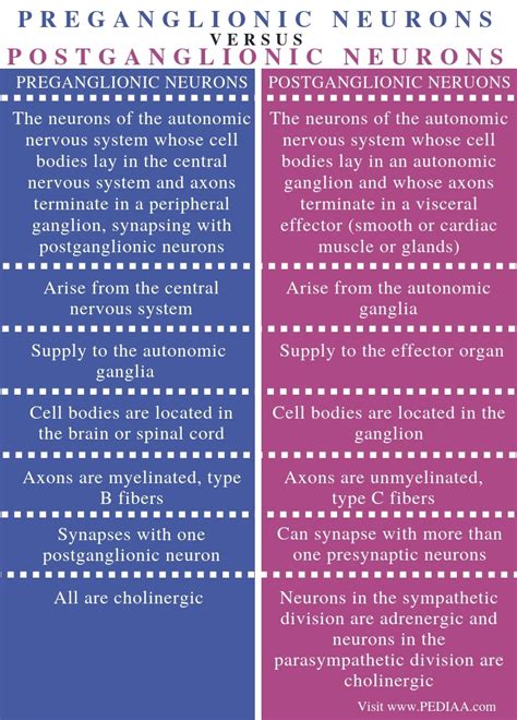 What is the Difference Between Preganglionic and Postganglionic Neurons - Pediaa.Com