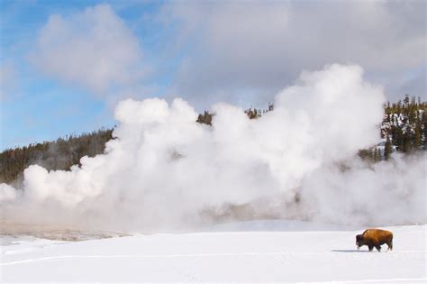 Old Faithful Geyser in Yellowstone National Park, WY. Take a day-long snowmobile trip to ...