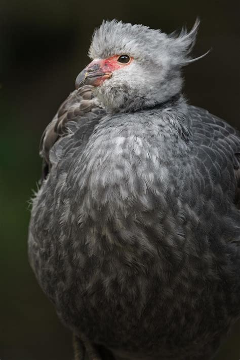 Portrait of Southern screamer 2611290 Stock Photo at Vecteezy