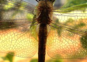The Wonderful Microworld: Dragonfly Wing