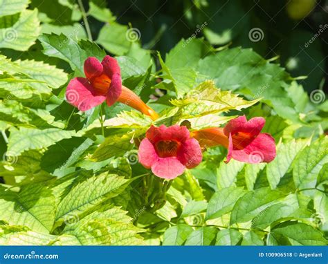 Flowers of Trumpet Creeper or Campsis Radicans Close-up, Selective ...