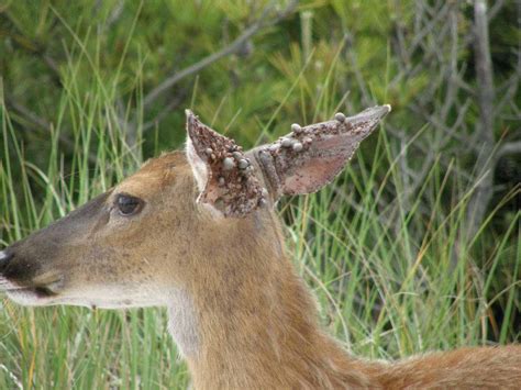 Deer, Ticks + Lyme Disease | TickSafety.com