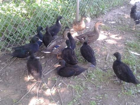 Black East Indies - Ducks - Domestic : Black East Indie Ducks | East ...