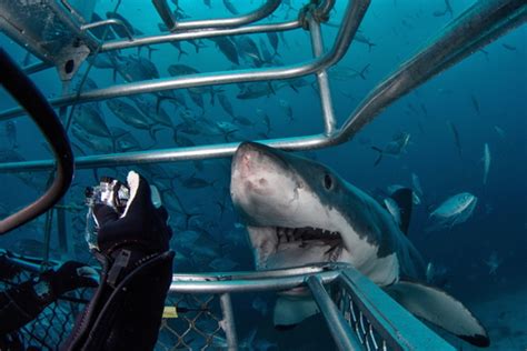 shark-cage-diving-port-lincoln | Tumby Bay Hotel