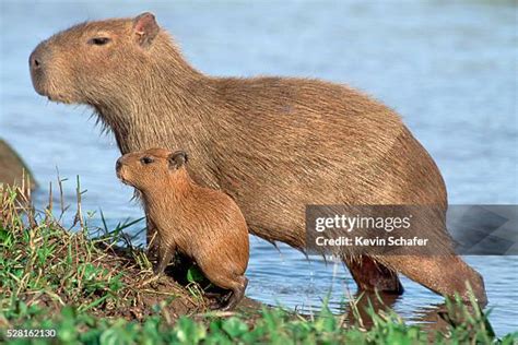 Hydrochoerus Hydrochaeris These Photos and Premium High Res Pictures - Getty Images