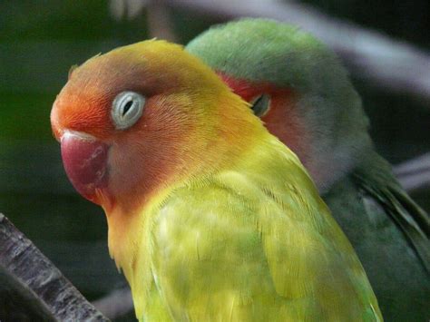 Rosy-faced lovebirds use human innovations to keep cool in Arizona heat - AZ Big Media