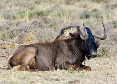 African Black Wildebeest skull