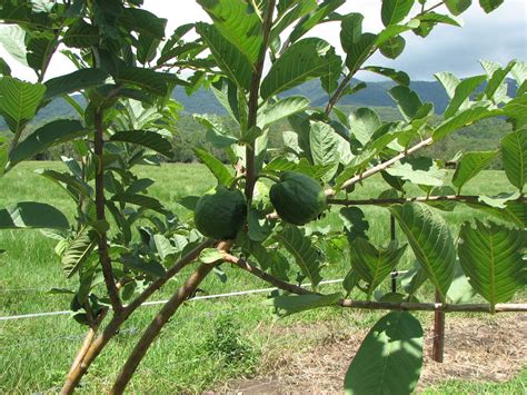 My Edible Fruit Trees: Guava Trees QLD