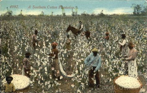 A Southern Cotton Plantation Black Americana