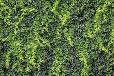 Premium Photo | Green ivy wall texture