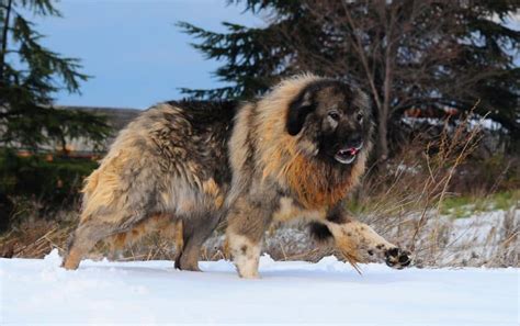 7 Things about Caucasian Mountain Shepherd Future Owner Should Know