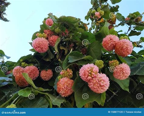 Pink Snowball Tree, Also Called Dombeya Cayeuxii. In Isla Cristina Province Of Huelva, Spain ...