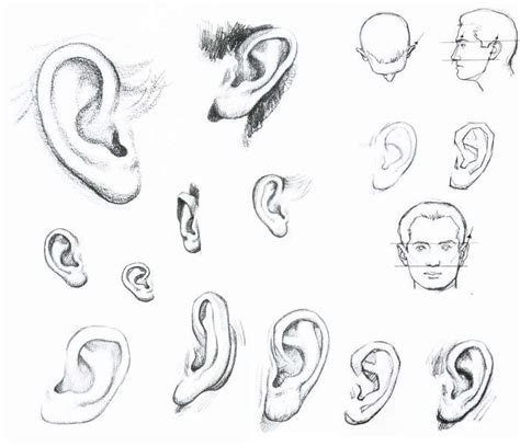 how to draw human ears | Desenho realista, Desenho humano, Desenho