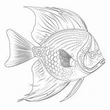 Angelfish Coloring Page  Pages Mimi Panda sketch template