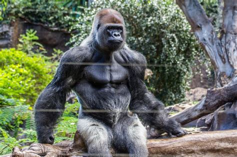 The impressive musculature of a Gorilla : r/pics