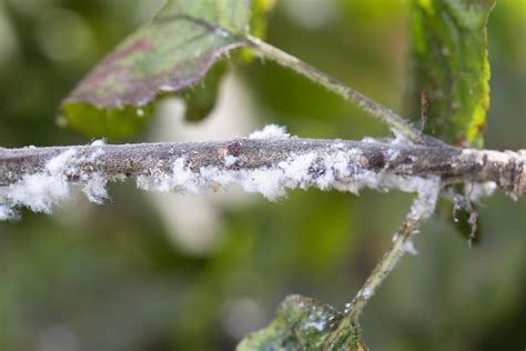 How to Remove Woolly Aphids from Your Plants - Mystargarden