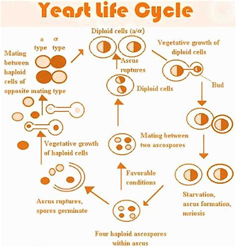 Saccharomyces cerevisiae, probiotic, lifecycle, uses, antibody and ...