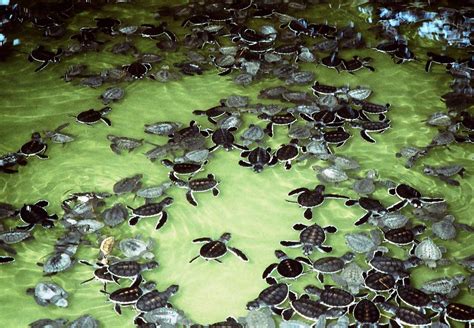 Turtle Hatchlings - Kosgoda, Sri Lanka | Kosgoda Turtle Hatc… | Flickr