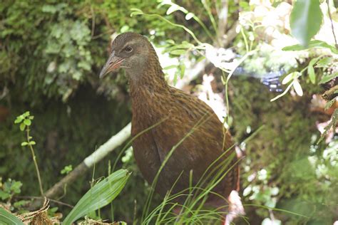 NZ Birds