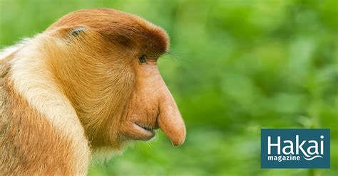 The Wonderful, Transcendent Life of an Odd-Nosed Monkey | Hakai Magazine