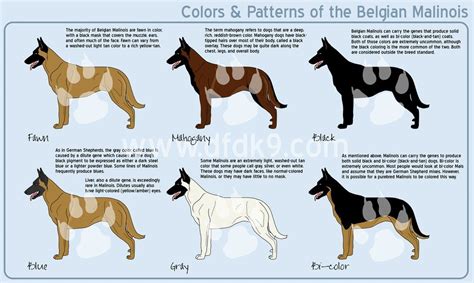 Belgian Malinois Colors by MauserGirl on DeviantArt | Belgian malinois, Belgian malinois dog ...