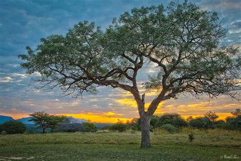 Top 10: Iconic African trees | Natural World | Earth Touch News