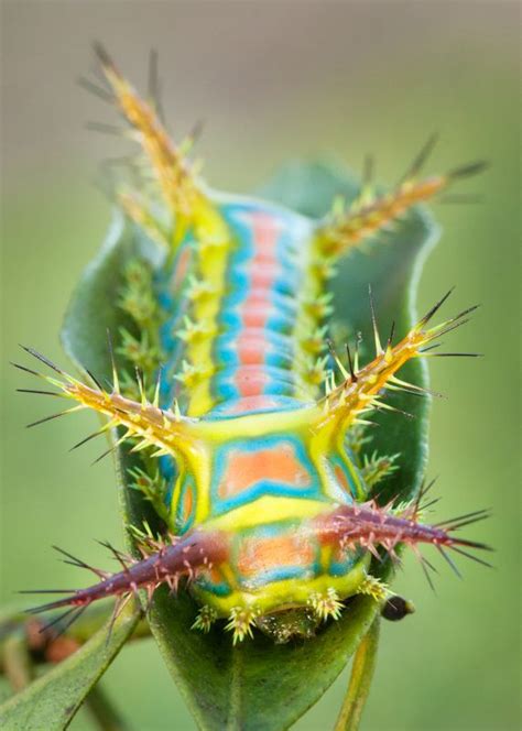 ★Wattle Cup Moth Larva | Caterpillar, Bugs and insects, Beautiful bugs