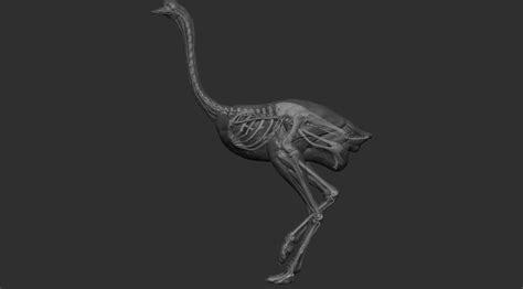 Ostrich Anatomy - ZBrushCentral