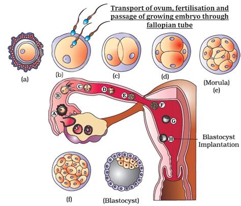 CBSE Class 12 Biology Human Reproduction Revision Notes for 2023-24 ...