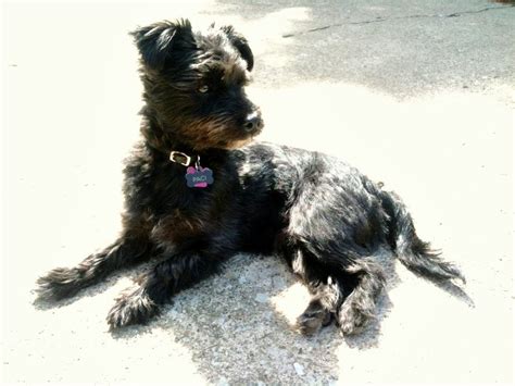 My Morkie (full grown) : aww