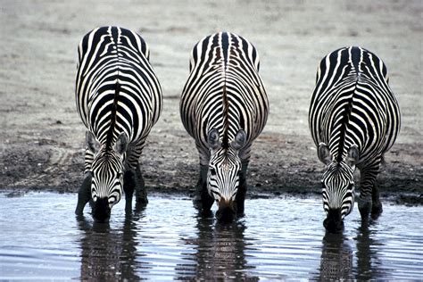 Free photo: Zebras Drinking Water - Animal, Drink, Jungle - Free Download - Jooinn